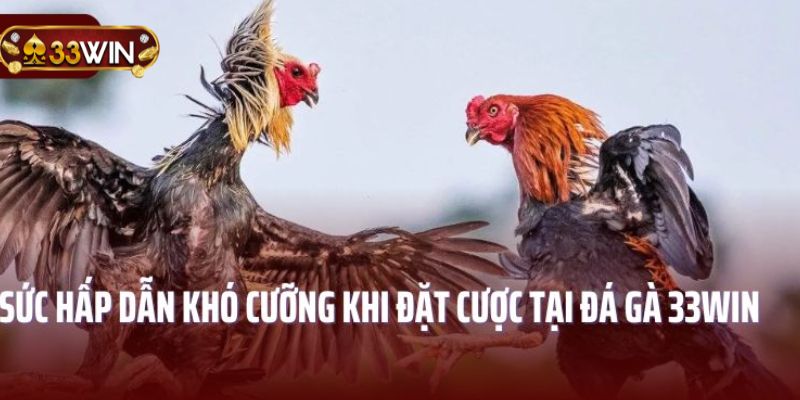 Bí kíp học nhanh thuật ngữ đá gà hiệu quả