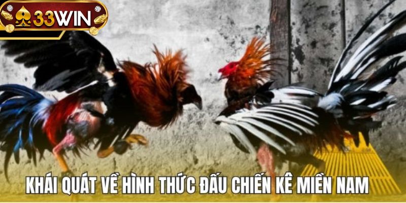 Giải thích chơi cá cược đá gà miền nam 