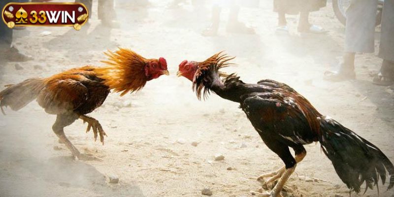 Hình ảnh trận đấu chiến kê 33WIN