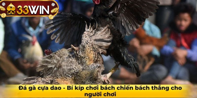 Hướng dẫn chơi cược chiến kê cho người mới