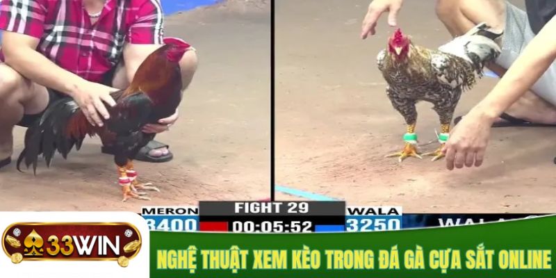 Theo dõi ván đấu chiến kê trực tiếp full HD tại sân chơi