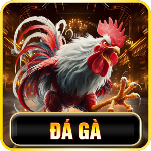 đá gà